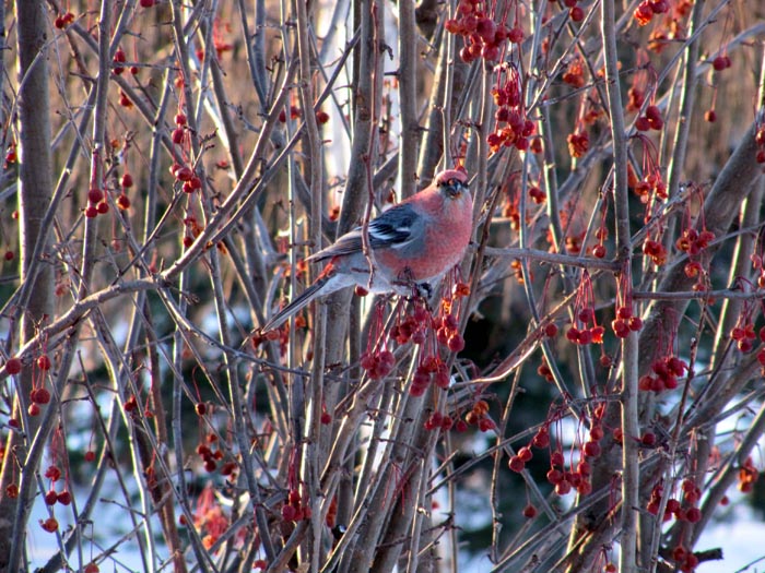 BIRD IN TREE #1